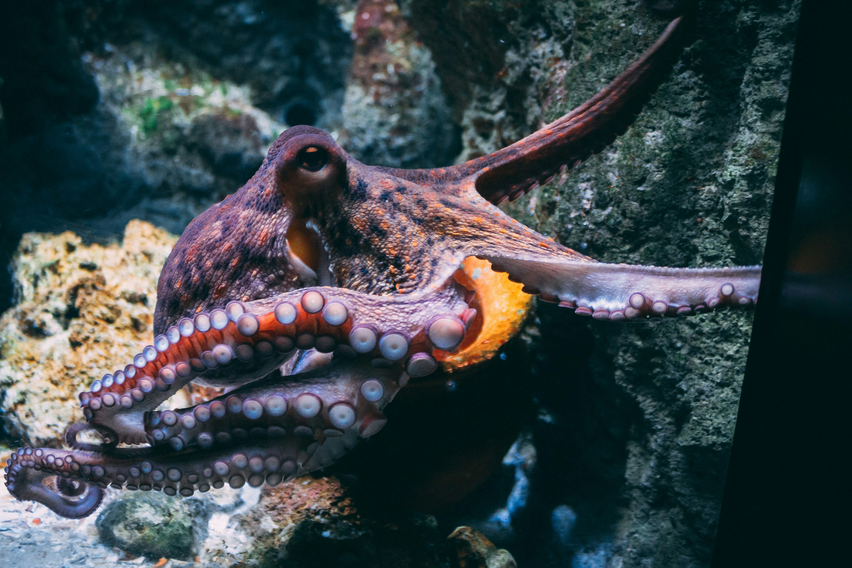 Een octopus heeft normaal gesproken 8 armen/benen